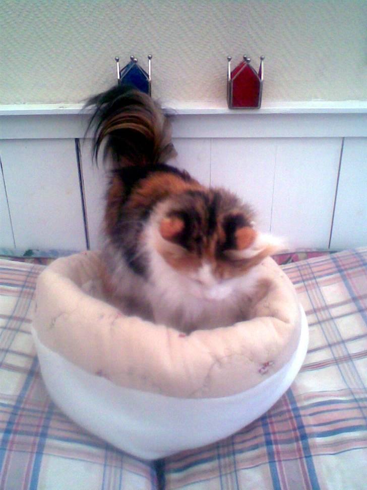 Norsk Skovkat  Carisma Cat's Beauty Que billede 3