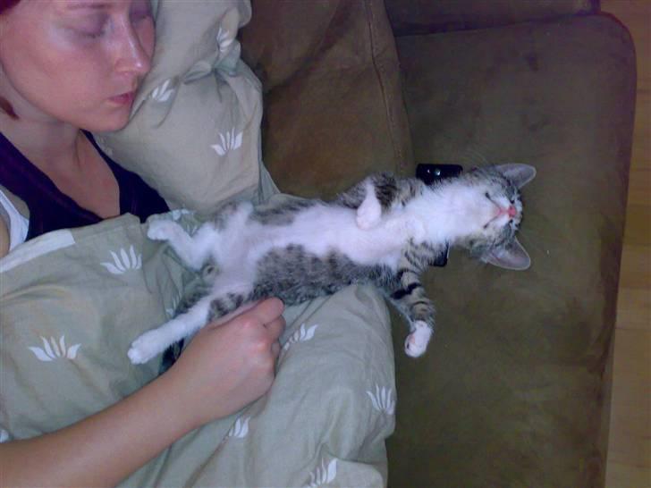 Huskat magnus - her tager jeg mig lige en lur på ryggen i sofaen sammen med min mor. snork snork... billede 7