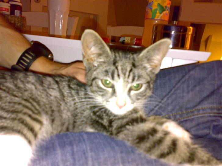 Huskat magnus - bare lækre mig... billede 8