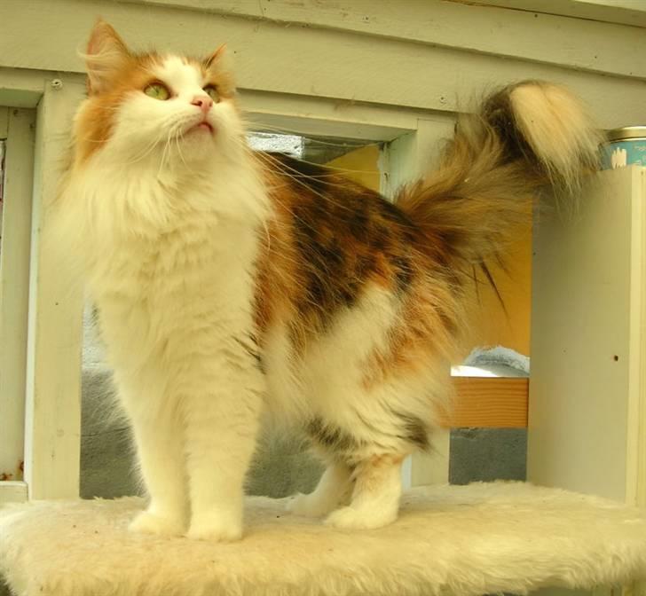 Norsk Skovkat  Carisma Cat's Beauty Que billede 4