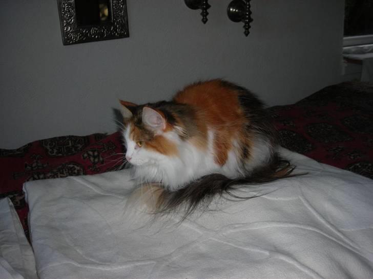 Norsk Skovkat  Carisma Cat's Beauty Que billede 6