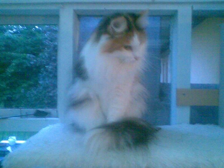 Norsk Skovkat  Carisma Cat's Beauty Que billede 7