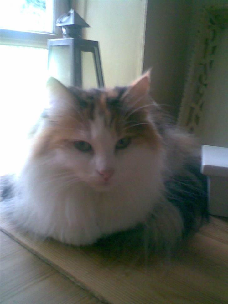 Norsk Skovkat  Carisma Cat's Beauty Que billede 8