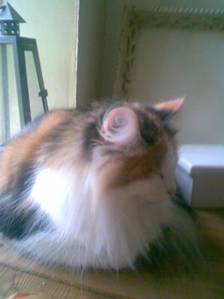 Norsk Skovkat  Carisma Cat's Beauty Que billede 9