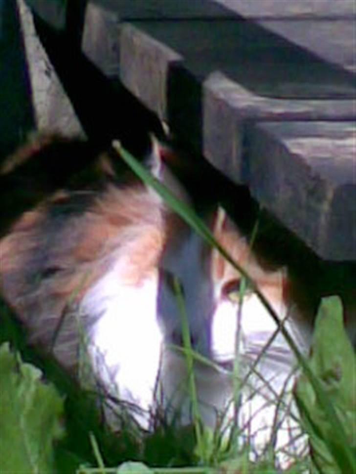 Norsk Skovkat  Carisma Cat's Beauty Que billede 10