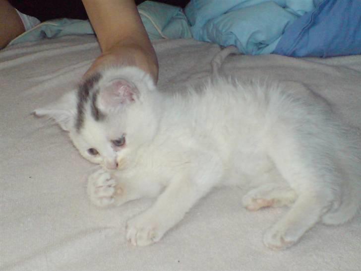 Blanding af racer Minnie billede 1