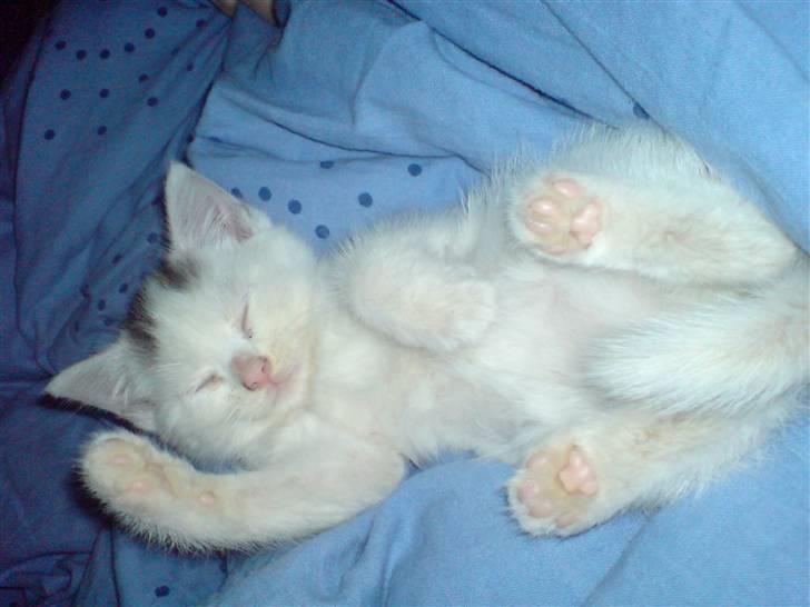 Blanding af racer Minnie - Det er bare livet det her billede 3