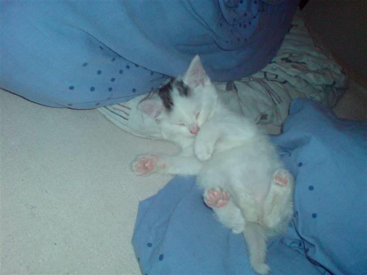 Blanding af racer Minnie billede 4