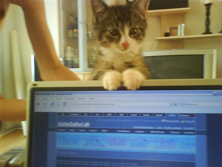 Huskat Whisky - Hehe.. se mig.. vi er ved at oprette mig herinde på kattegalleri! Jubii :) billede 1