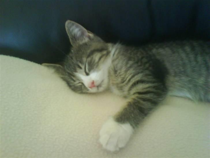 Huskat Whisky - Uha man bliver træt når man leger så meget! Ved i godt det? billede 2