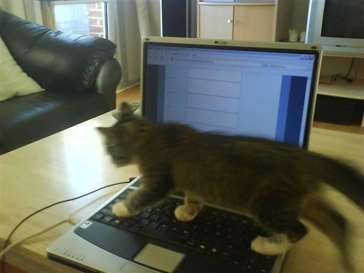 Huskat Whisky - Jeg er helt vild med alt det her computer noget! billede 3