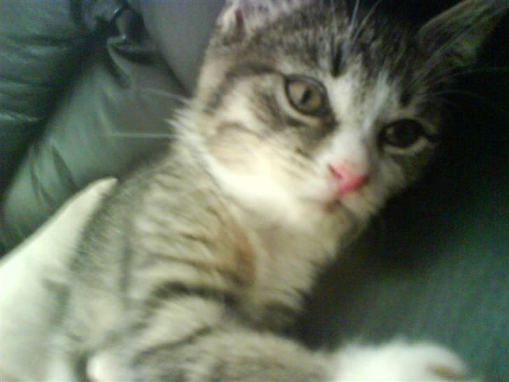 Huskat Whisky - Her er jeg lidt træt og så putter jeg lige lidt! billede 4