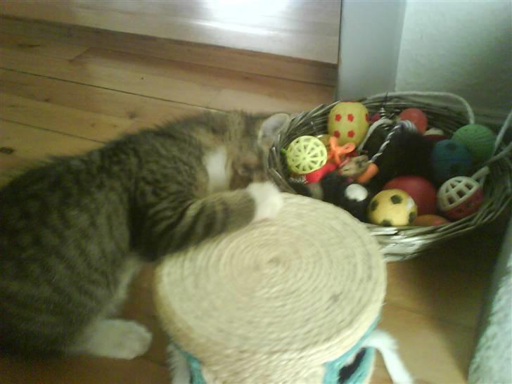 Huskat Whisky - Prøv lige at se så meget legetøj jeg har! billede 5