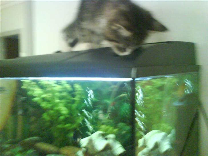 Huskat Whisky - Sådan nogle fisk er altså ret spændende! billede 6