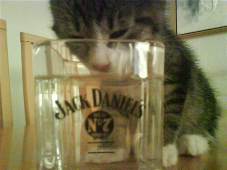 Huskat Whisky - Her drikker jeg af mit whiskyglas... Jack D! billede 7