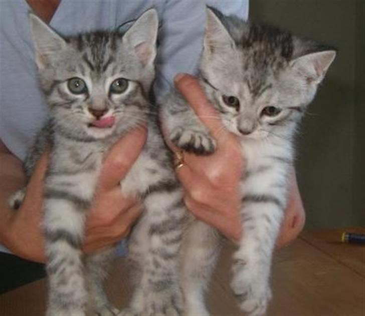 Huskat Whisky - Se mine søskende. er de ikke også søde :) billede 8