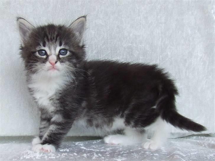 Norsk Skovkat Grethe Sønck *LEDIG* - 4 uger billede 6