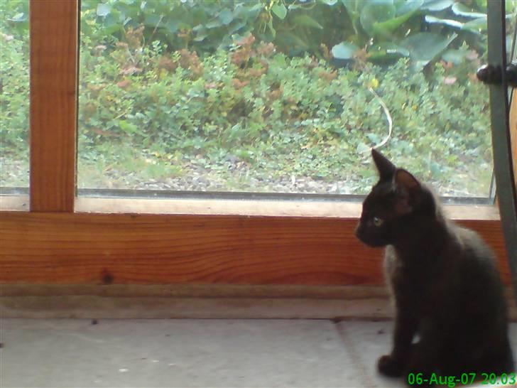 Huskat Gucci - Han sidder og holder øje med den anden killing . du kan tro at han er den der vil bestemme . billede 2