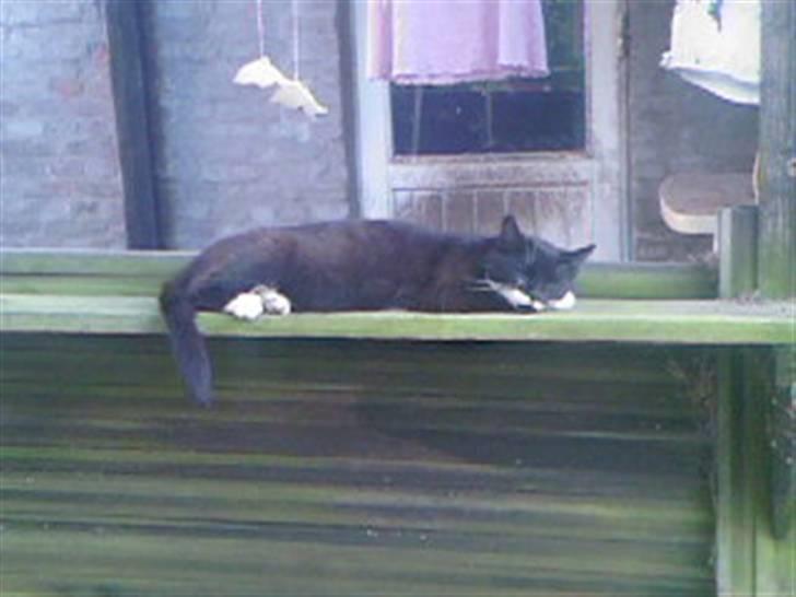 Blanding af racer Maggi  billede 17