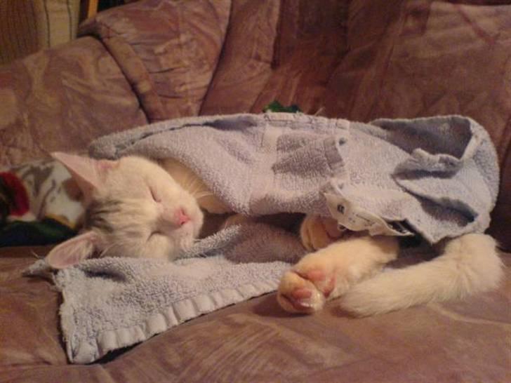 Huskat Sally billede 9