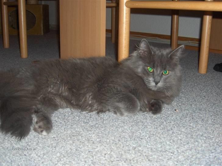 Norsk Skovkat Cæsar - bassemanden cæsar billede 1