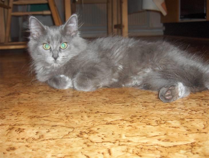 Norsk Skovkat Cæsar billede 2