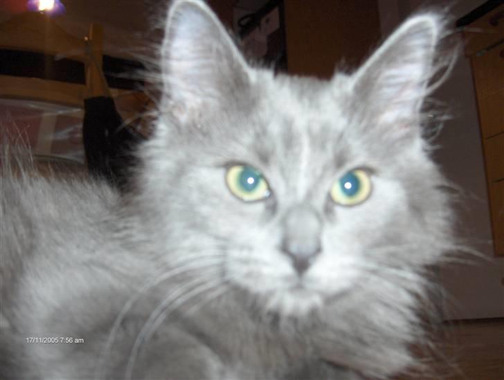 Norsk Skovkat Cæsar billede 3