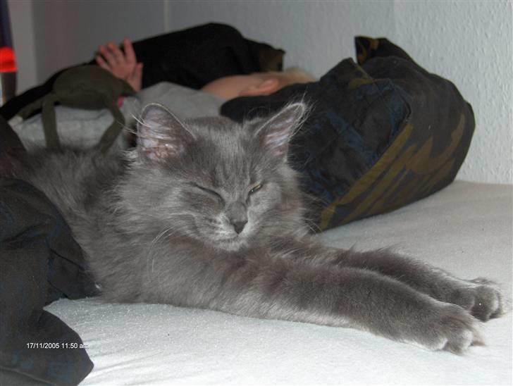 Norsk Skovkat Cæsar billede 4