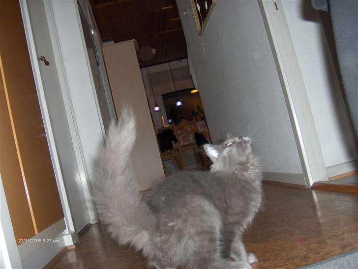 Norsk Skovkat Cæsar billede 5