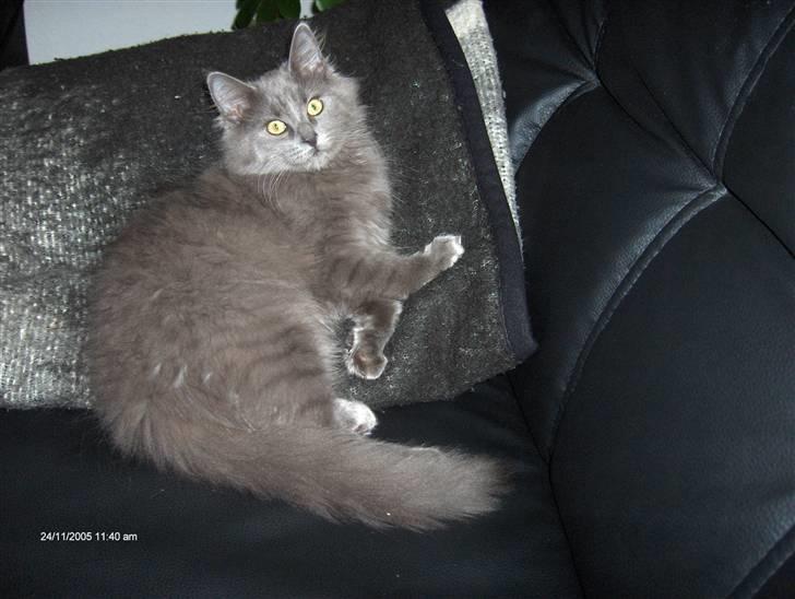 Norsk Skovkat Cæsar billede 6