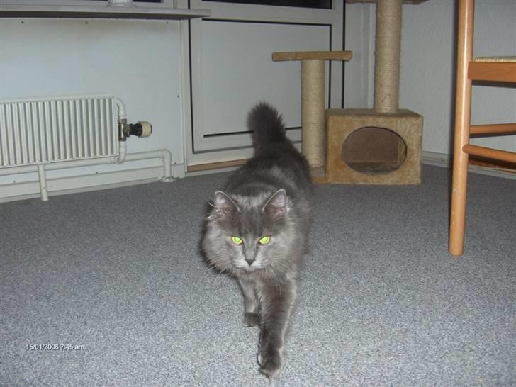 Norsk Skovkat Cæsar billede 7