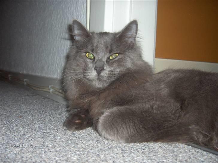 Norsk Skovkat Cæsar billede 8