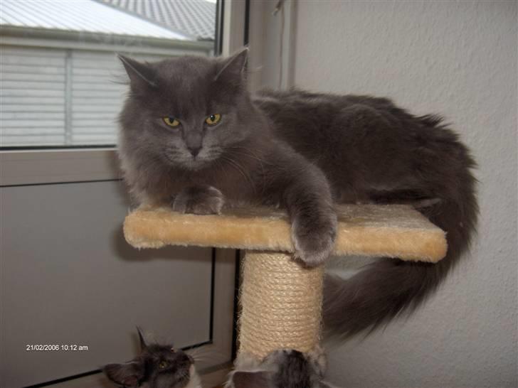 Norsk Skovkat Cæsar billede 9