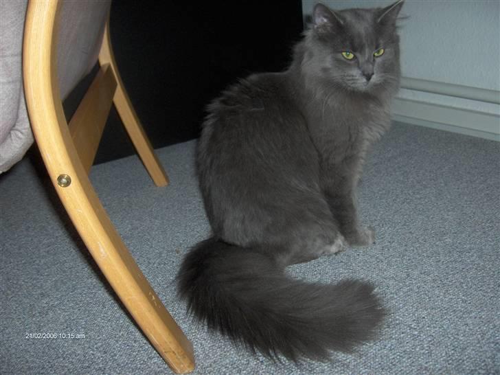 Norsk Skovkat Cæsar billede 10