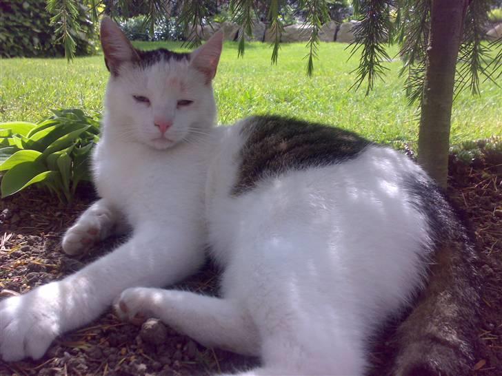 Huskat Gandhi billede 10