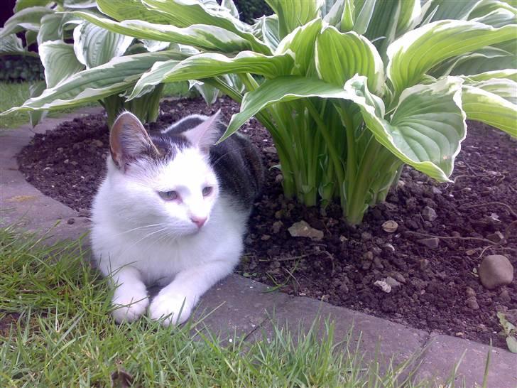 Huskat Gandhi billede 11