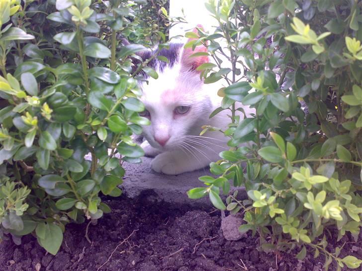 Huskat Gandhi billede 12