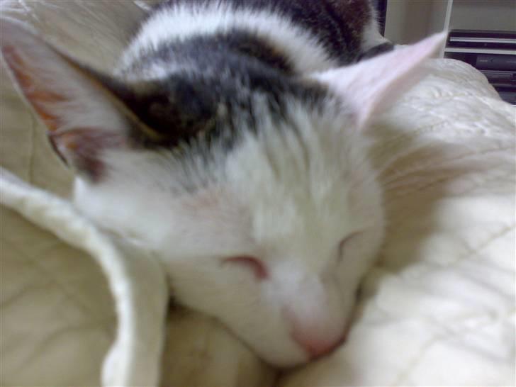 Huskat Gandhi billede 13