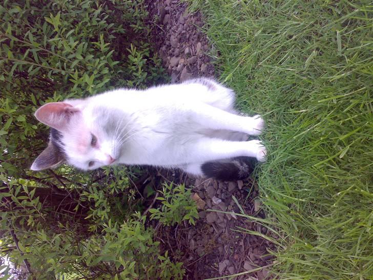 Huskat Gandhi billede 14