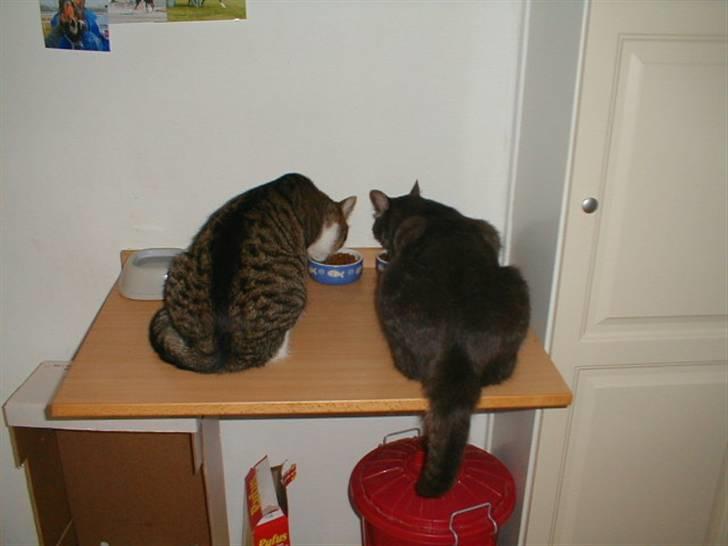 Blanding af racer Kylling - kylling og laban på deres eget spisebord, og med faste pladser:-) billede 12