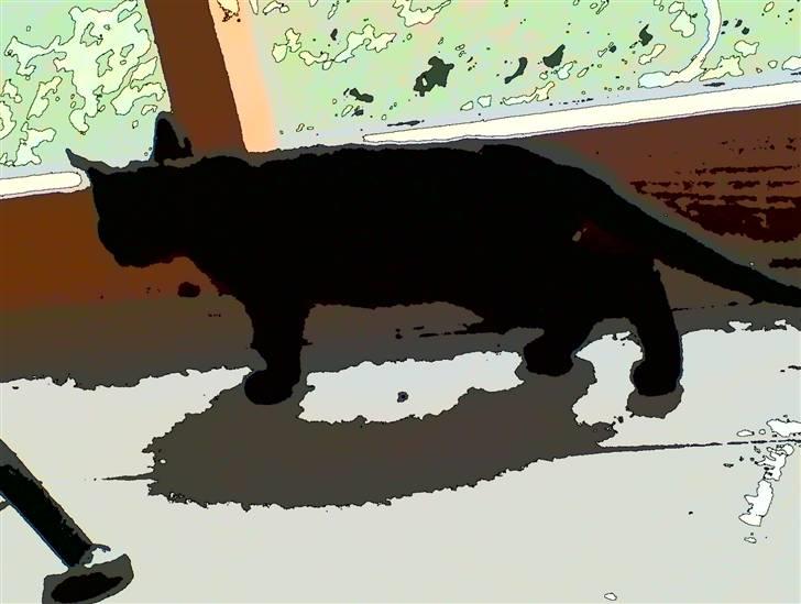 Huskat Gucci - min lille kat  billede 3