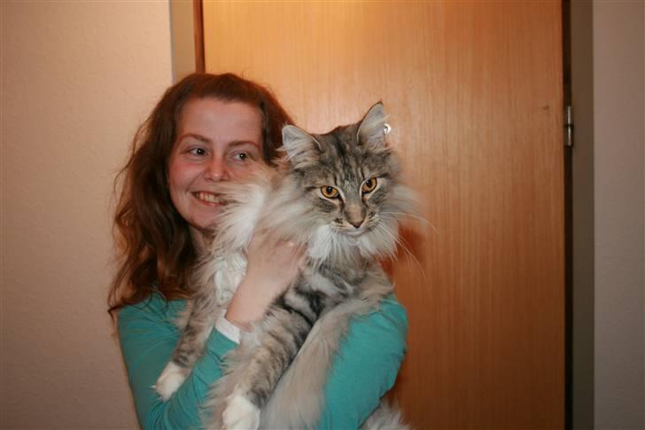 Norsk Skovkat Titan billede 15