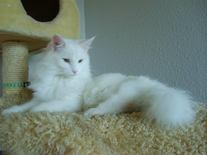 Norsk Skovkat Victor billede 7