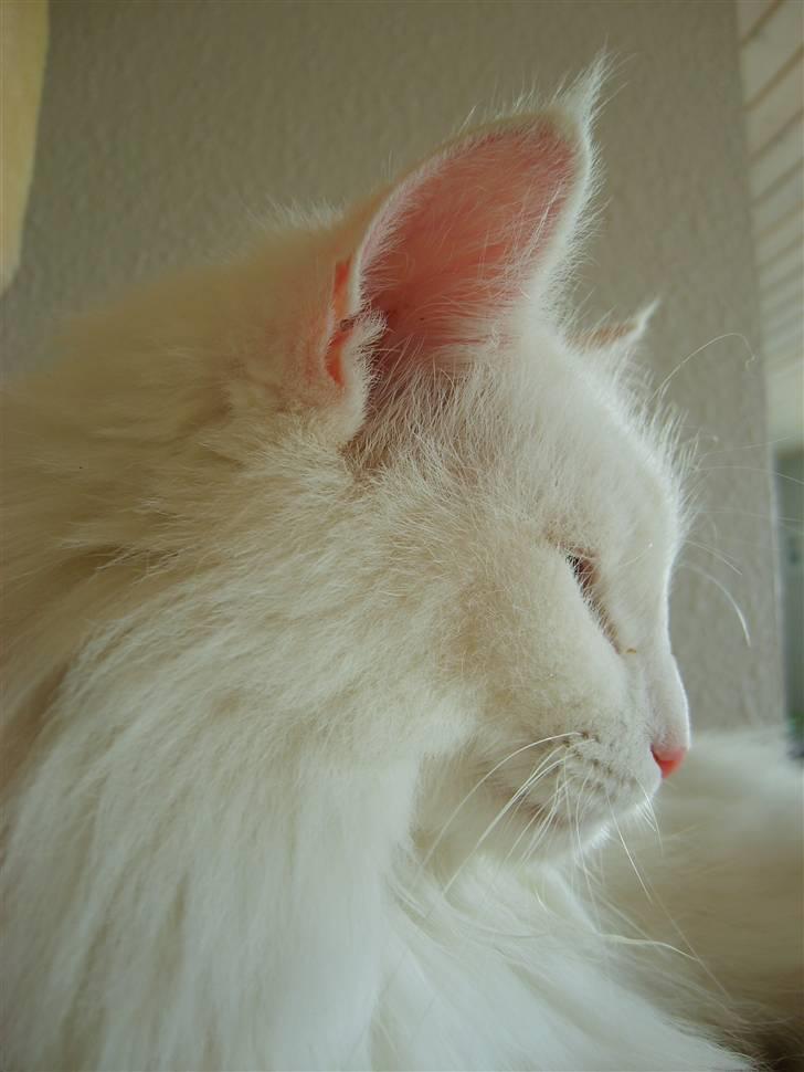 Norsk Skovkat Victor billede 8