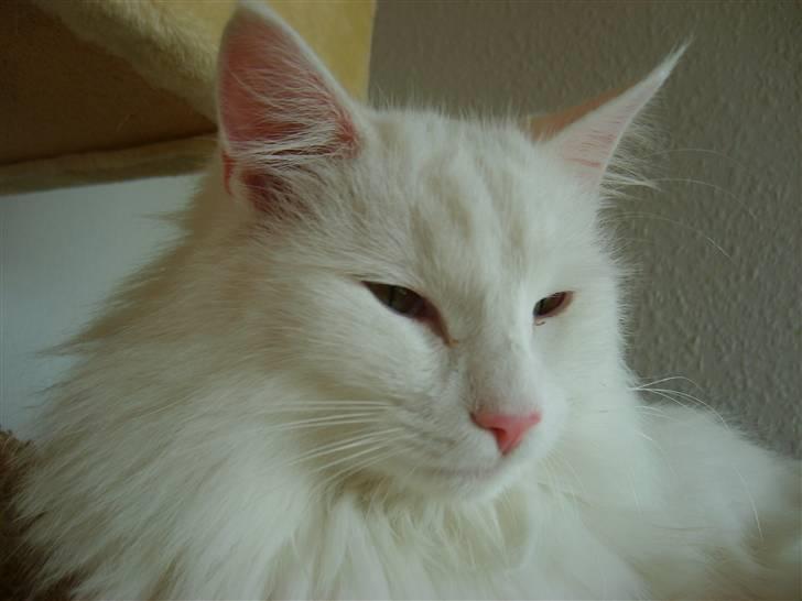 Norsk Skovkat Victor billede 9