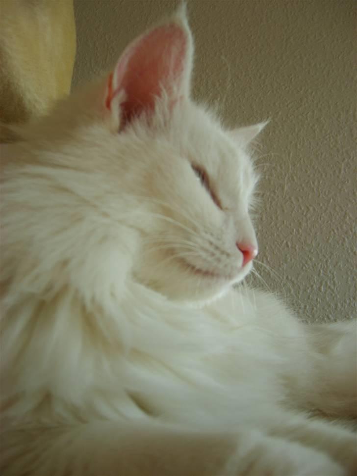 Norsk Skovkat Victor billede 10