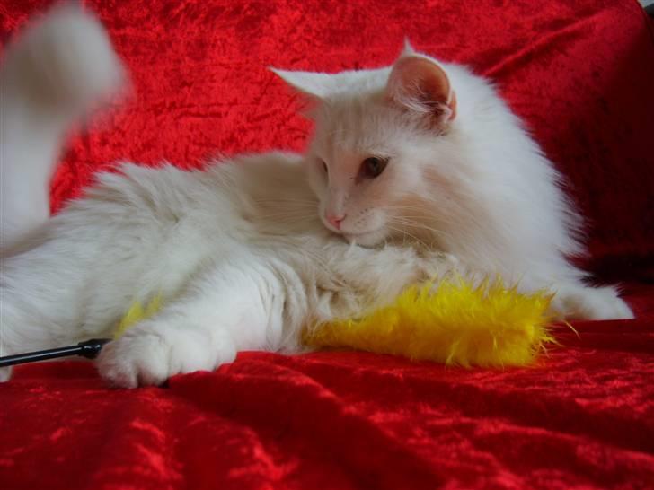 Norsk Skovkat Victor billede 11