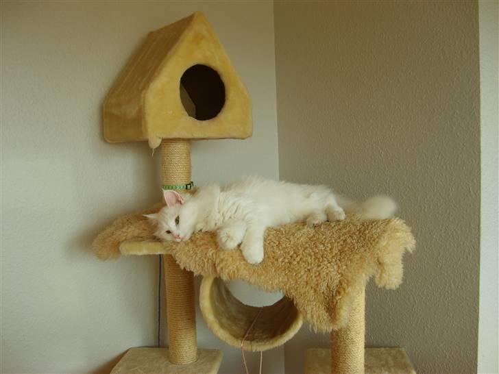 Norsk Skovkat Victor billede 12