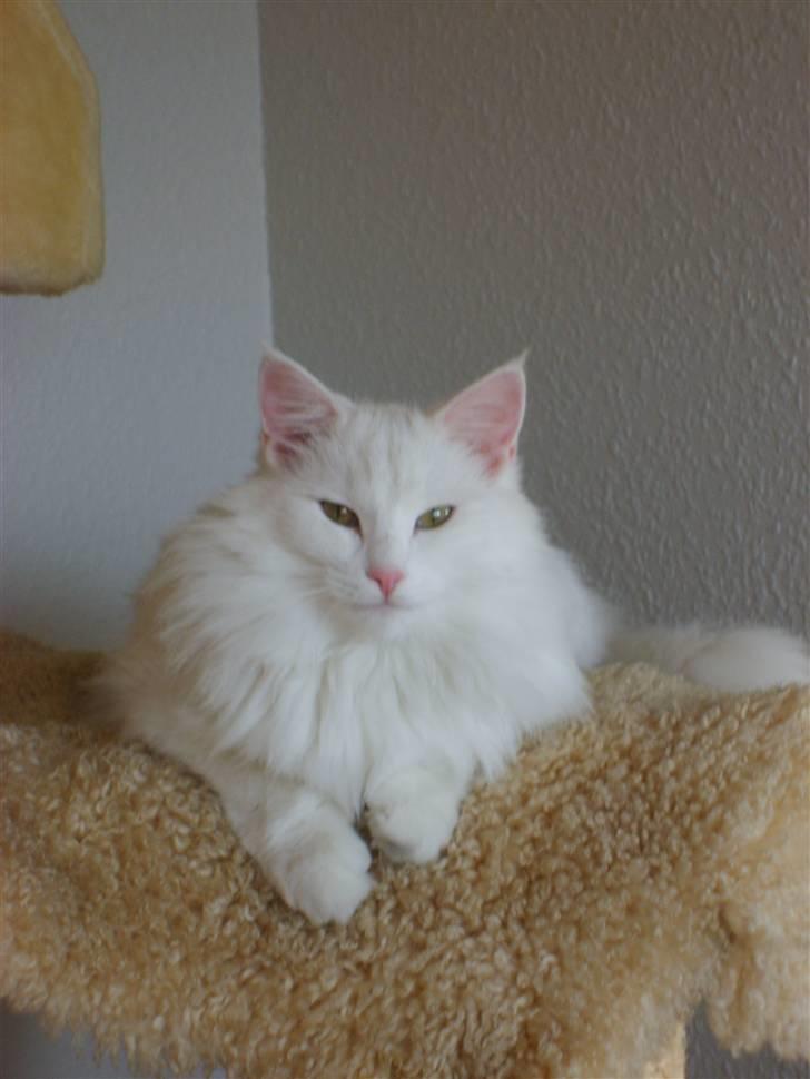 Norsk Skovkat Victor billede 13