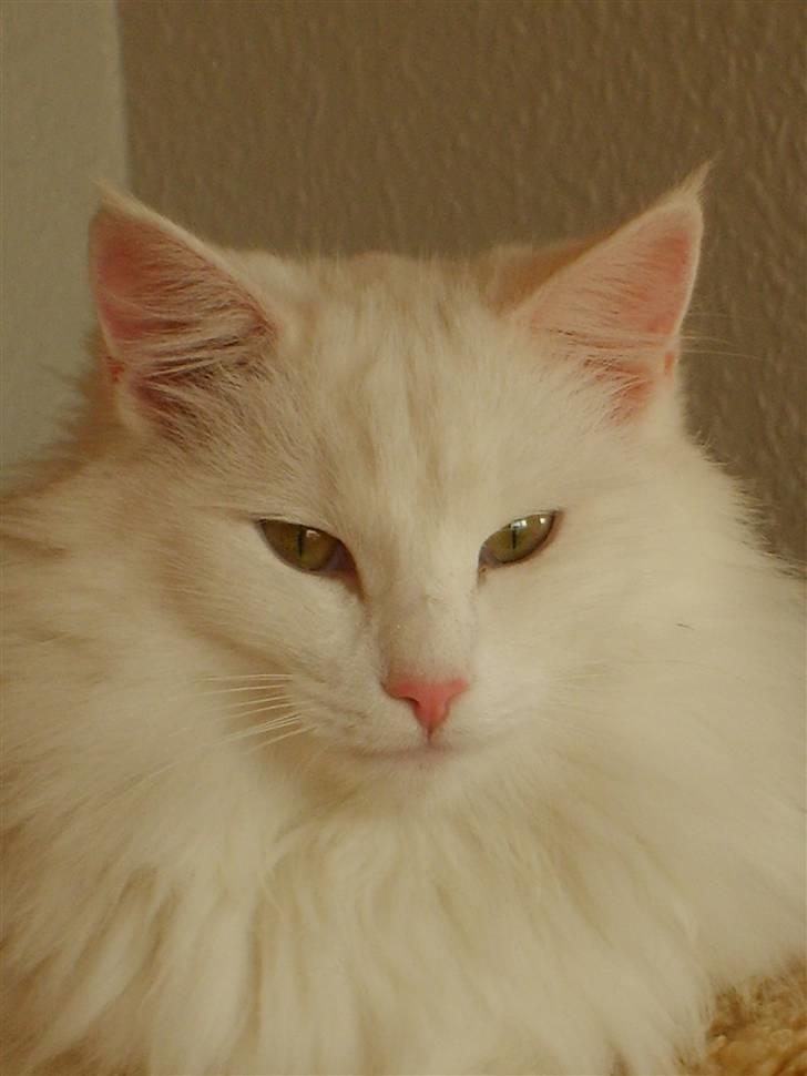 Norsk Skovkat Victor billede 14